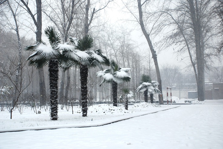 2012校園雪景